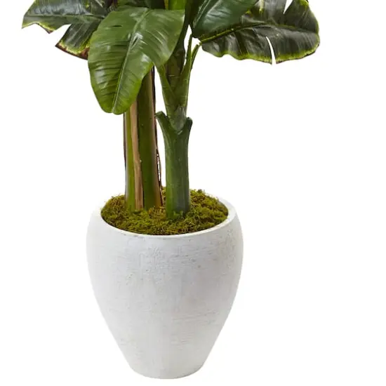 5ft. Double Stalk Banana Tree in White Planter {4}