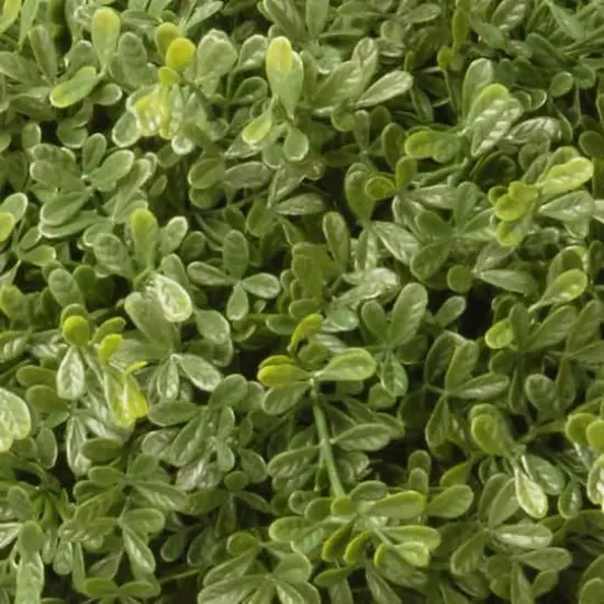 3ft. Mini Tea Leaf 1-Ball Topiary in Urn {4}