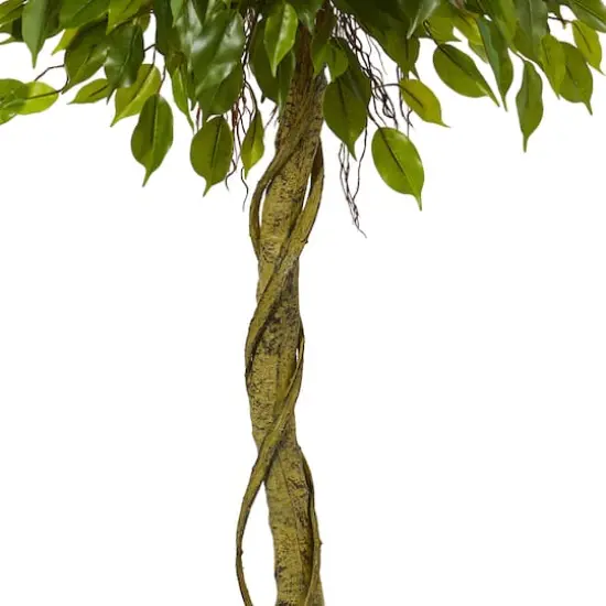 5ft. Potted Ficus Topiary {4}