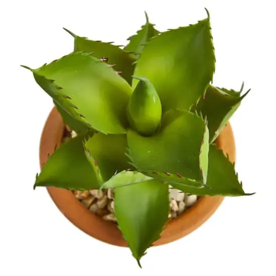 12" Purple & Green Succulents in Ceramic Vases, 2ct. {6}