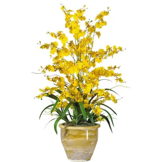 2.5ft. Yellow Triple Dancing Lady Orchid Arrangement in Planter {1}