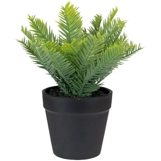 7.5" Green Chinese Yew Plant in Black Pot {1}