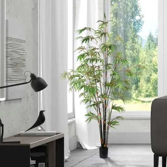 6ft. Potted Black Japanese Bamboo Tree {3}
