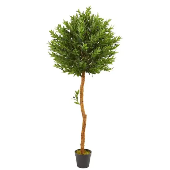 5.5ft. Potted Olive Topiary Tree {1}