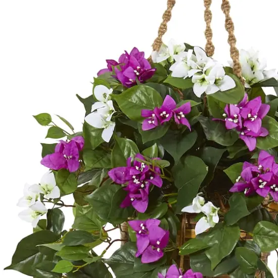2.5ft. Mixed Bougainvillea in Hanging Basket {3}