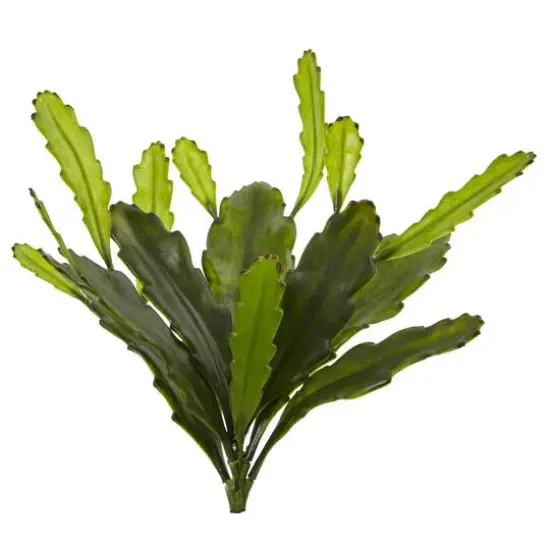 Green Epiphyllum Cactus Plant, 4ct. {1}