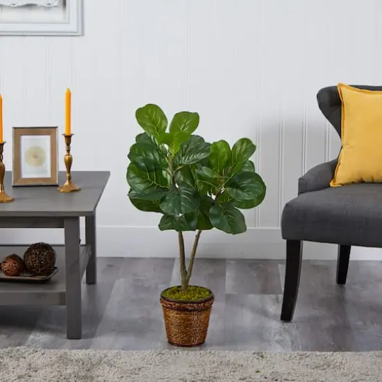 2.7ft. Fiddle Leaf Fig Tree in Basket {3}