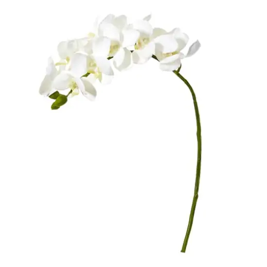 Moth Orchid Stem, 6ct. White {1}
