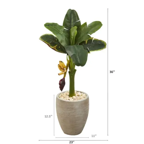 3ft. Banana Tree in Sand Colored Planter {3}