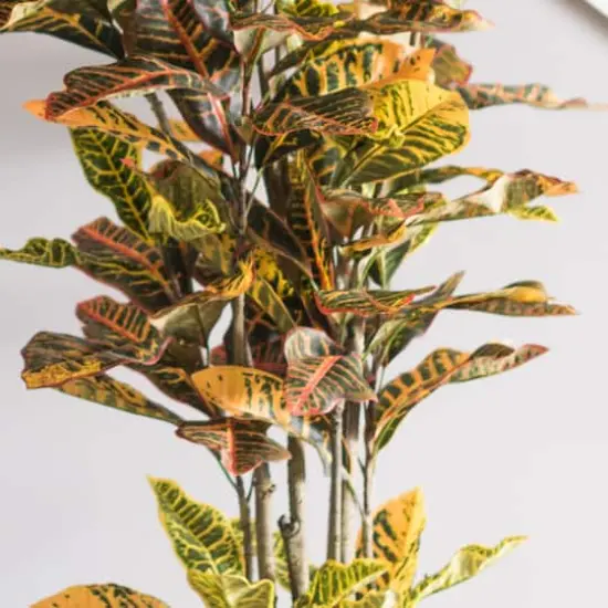 7ft. Potted Green & Orange Croton Tree {7}
