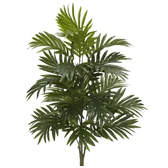 30" Areca Palm Plant, 3ct. {1}