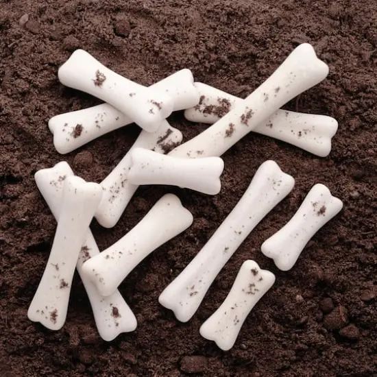 Yellow Door Dinosaur Bones Discovery Set {3}