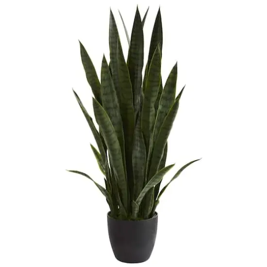 3ft. Potted Green Snake Plant {1}