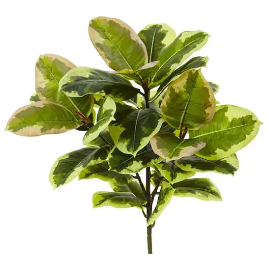 Green Rubber Leaf Plant, 3ct. {1}