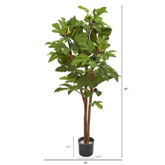 4ft. Potted Fig Tree {3}