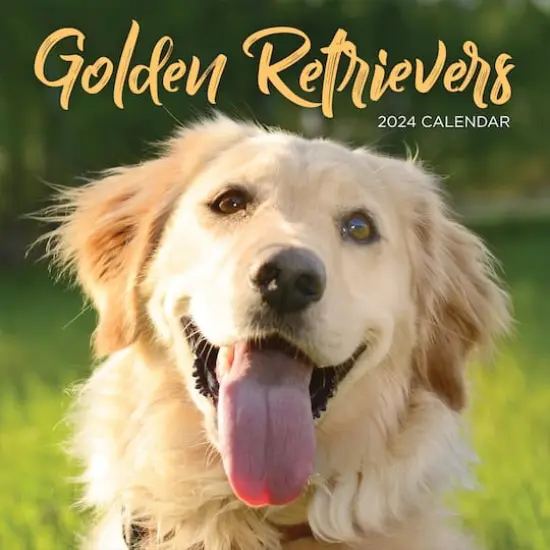 TF Publishing 2024 Golden Retrievers Wall Calendar {1}