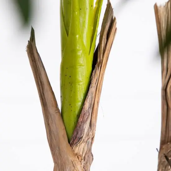 9.5ft. Potted Giant 5 Stalk Areca Palm Tree {9}