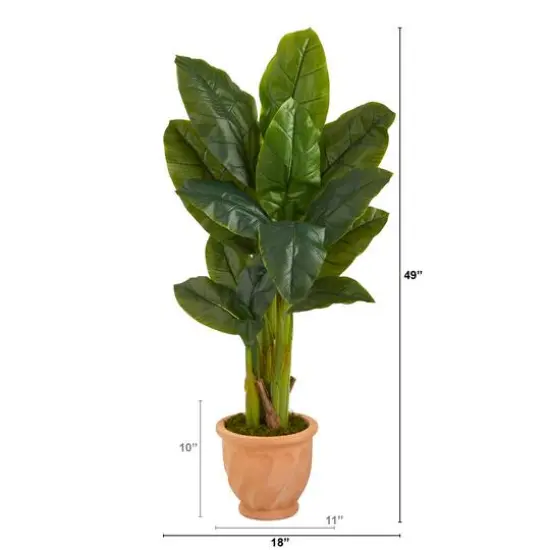 4ft. Triple Stalk Banana Tree in Terra-Cotta Planter {3}
