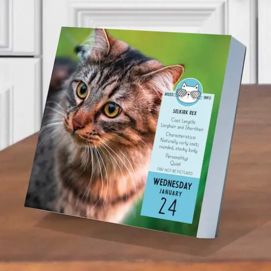 TF Publishing 2024 Cat A Day Daily Desktop Calendar {4}