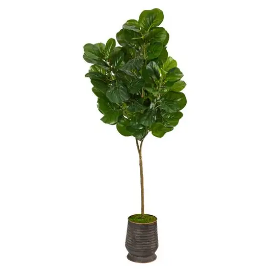 6ft. Fiddle Leaf Fig Tree in Ribbed Metal Planter {1}