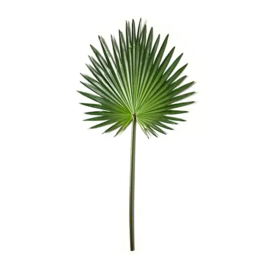 Tropical Fan Palm Stem by Ashland&reg; {1}