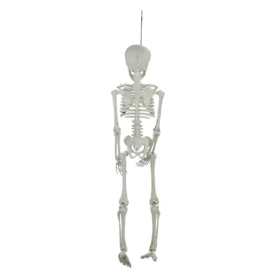 20" Jointed Skeleton Hanging Halloween Decoration {4}