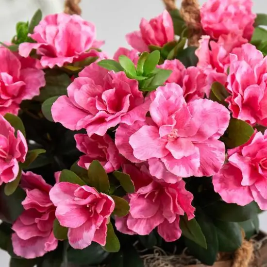 2.5ft. Pink Azalea Flowering Hanging Basket {7}