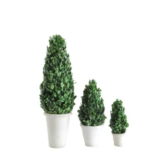Hello Honey&reg; 17'' Boxwood Cone Topiary in White Clay Pot {3}