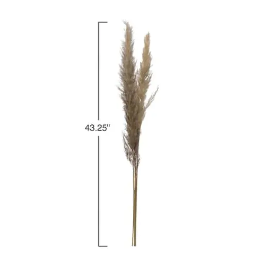 Hello Honey&reg; Dried Natural Pampas Grass Bunch {4}