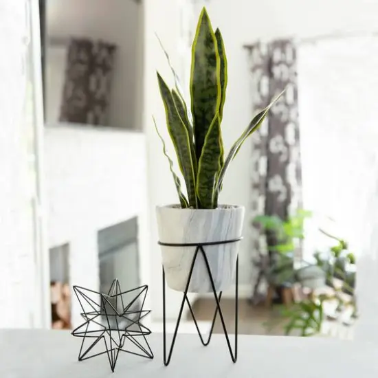 Flora Bunda&reg; 1.75ft. Snake Plant In Marble On Metal Stand {4}