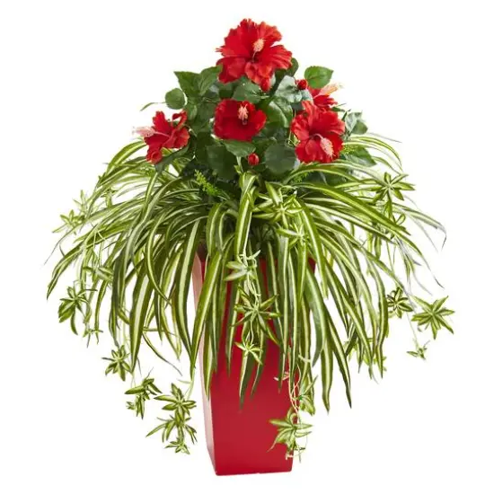 2.5ft. Red Hibiscus & Spider Plant in Red Planter {1}
