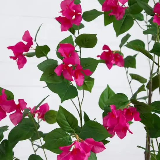 7ft. Potted Pink Minimalist Bougainvillea Tree {4}