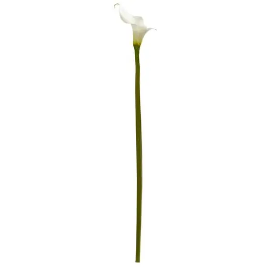 White Calla Lily Flower Stems, 4ct. {1}