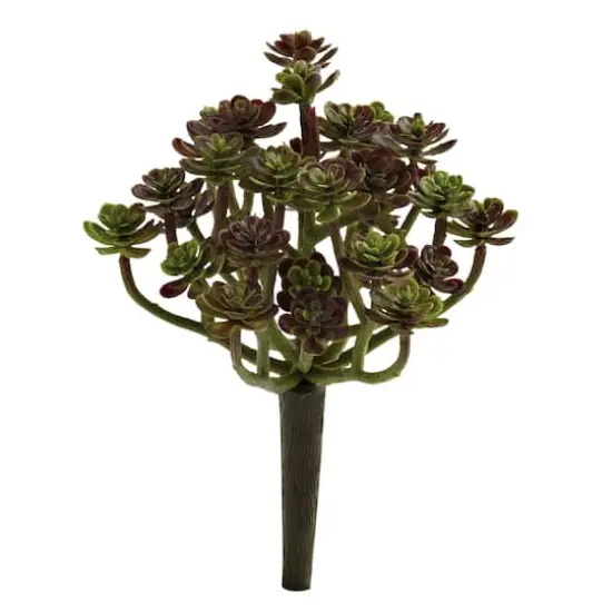 Sedum Succulent Plant, 8ct. {1}
