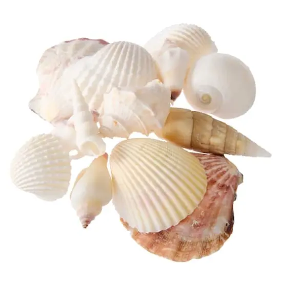 U.S. Shell Light Shell Mix with Starfish Gift Pack {4}