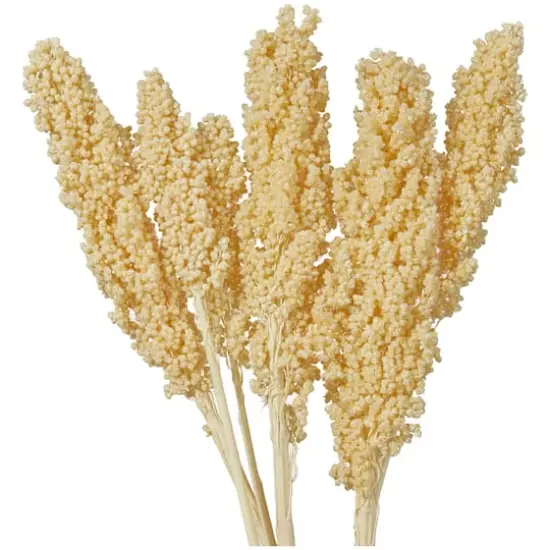 Dried Corn Maize Natural Foliage with Long Stems Cream {3}