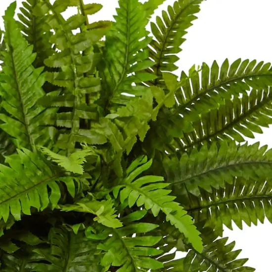 14" Boston Fern In White Planter {3}