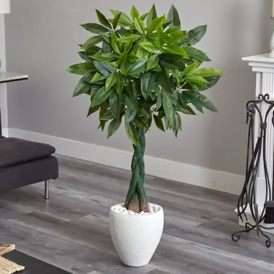 5ft. Money Tree in White Oval Planter {3}