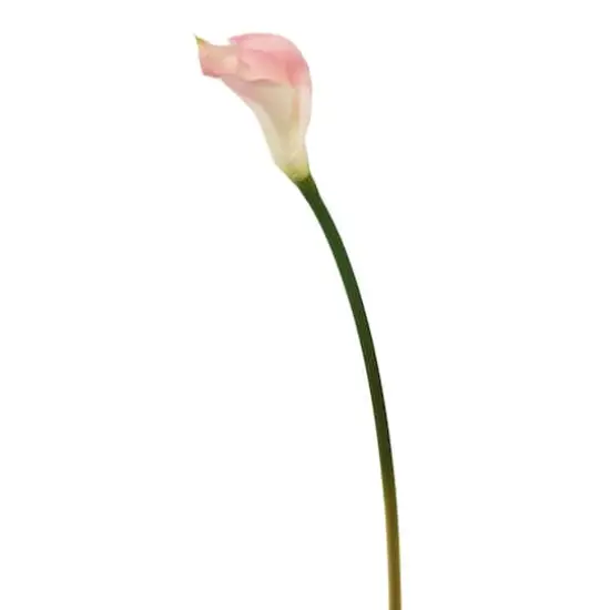Pink Calla Lily Stem, 6ct. {4}