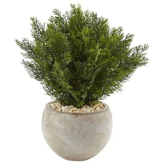 2ft. Cedar Plant in Sand Colored Bowl {1}