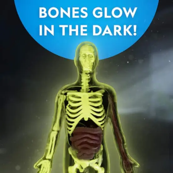 National Geographic&trade; Glow-in-the-Dark Human Body {5}