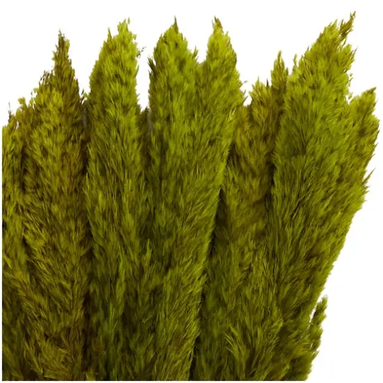 Dried Plant Pampas Natural Foliage with Long Stems Green {6}