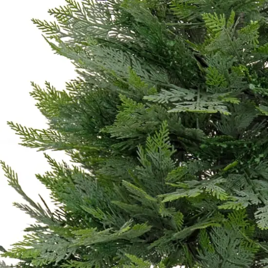 3ft. Cypress Tree In Nursery Pot {4}