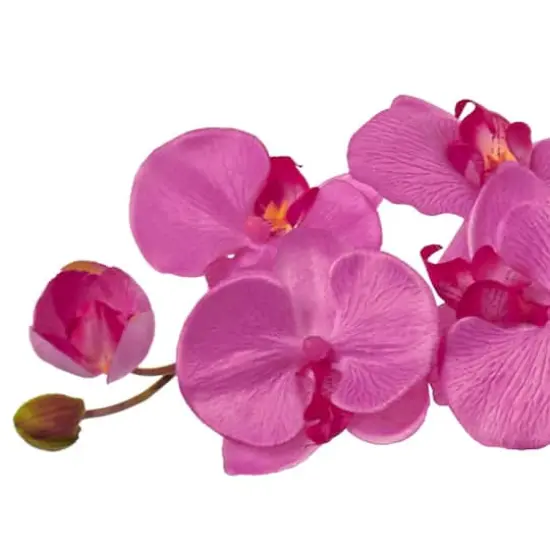3ft. Moth Orchid Arrangement in Sand Colored Bowl Dark Pink {4}