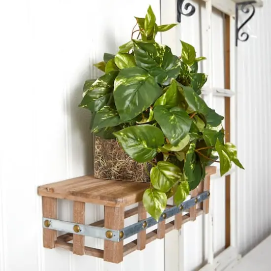 15" Pothos Ledge Plant {5}