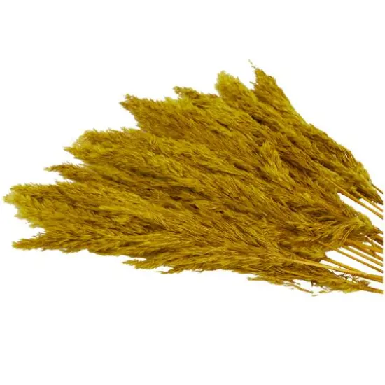 Dried Plant Pampas Natural Foliage with Long Stems Yellow {6}