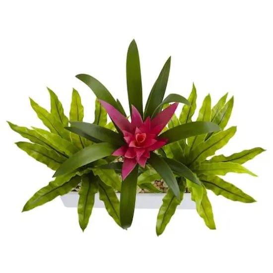 14" Bromeliad & Birds Nest Arrangement in Rectangular Planter {3}