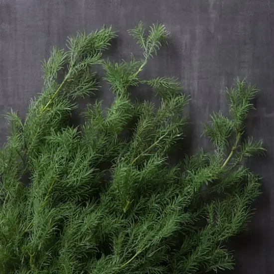 Sprengeri Bush by Ashland&reg; {3}