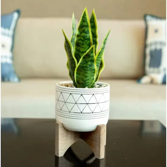 Flora Bunda 5" White & Black Geo Planter With Wood Stand {4}