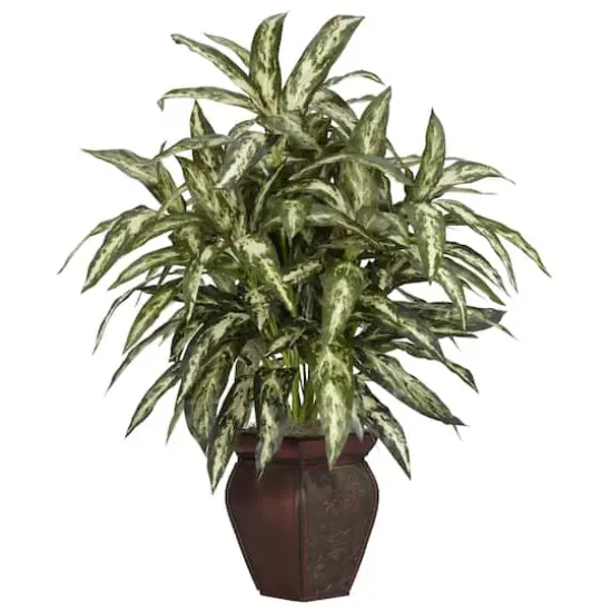 2.5ft. Chinese Evergreens in Decorative Vase {1}